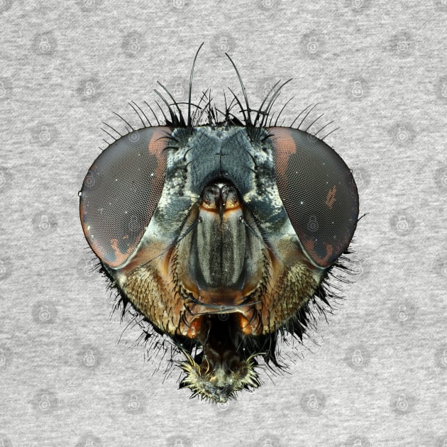 Extreme macro photo (under the microscope) of a fly head by SDym Photography